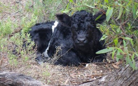 Bonnibelt Belted Galloway Stud - calf in hiding