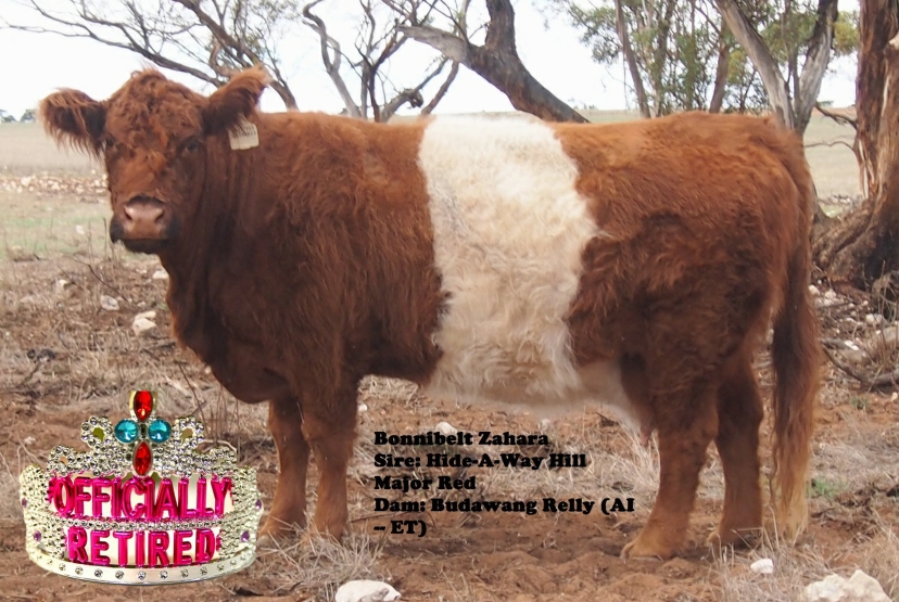 Bonnibelt Zahara Bonnibelt Zahara